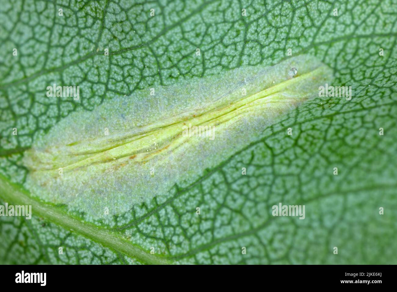 Spotted tentiform leafminer (Phyllonorycter blancardella). Feeding place of caterpillar on apple leaf. Stock Photo