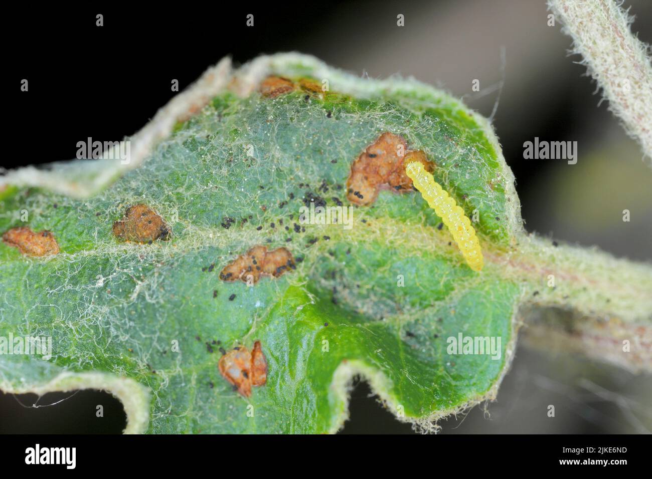 Spotted tentiform leafminer (Phyllonorycter blancardella). Feeding place of caterpillar on apple leaf. Stock Photo