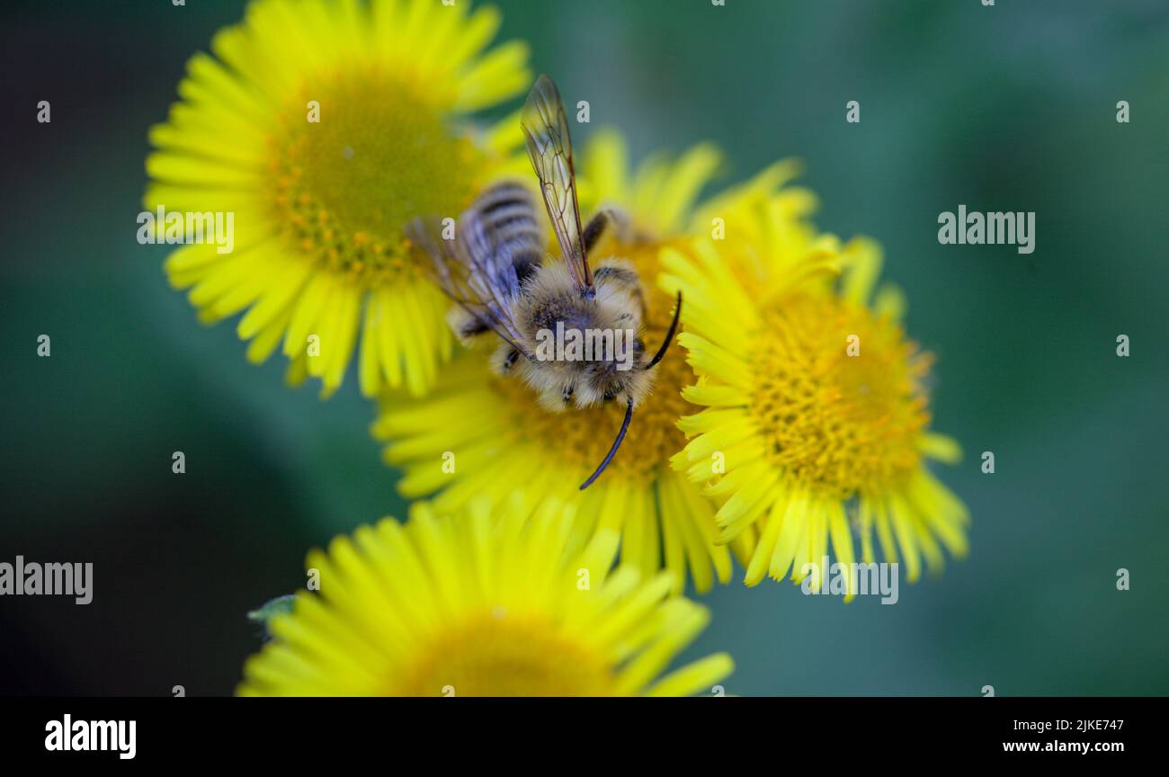 Close-up of a pantaloon bee or hairy-legged solitary mining bee Dasypoda hirtipes Stock Photo