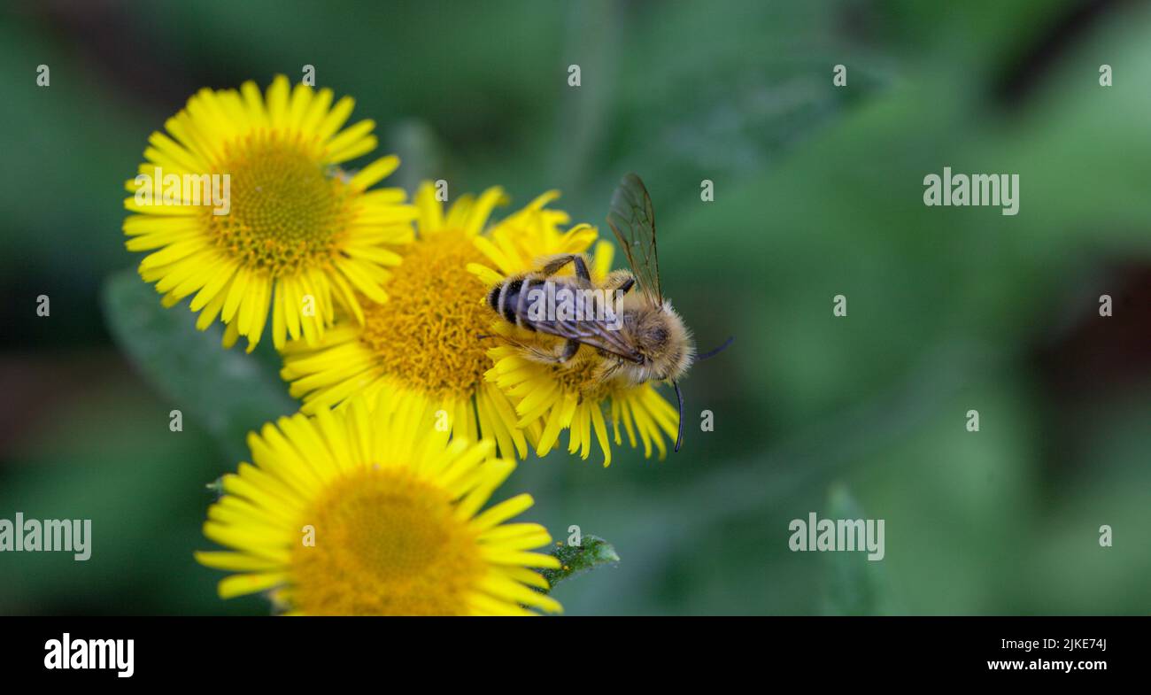 Close-up of a pantaloon bee or hairy-legged solitary mining bee Dasypoda hirtipes Stock Photo