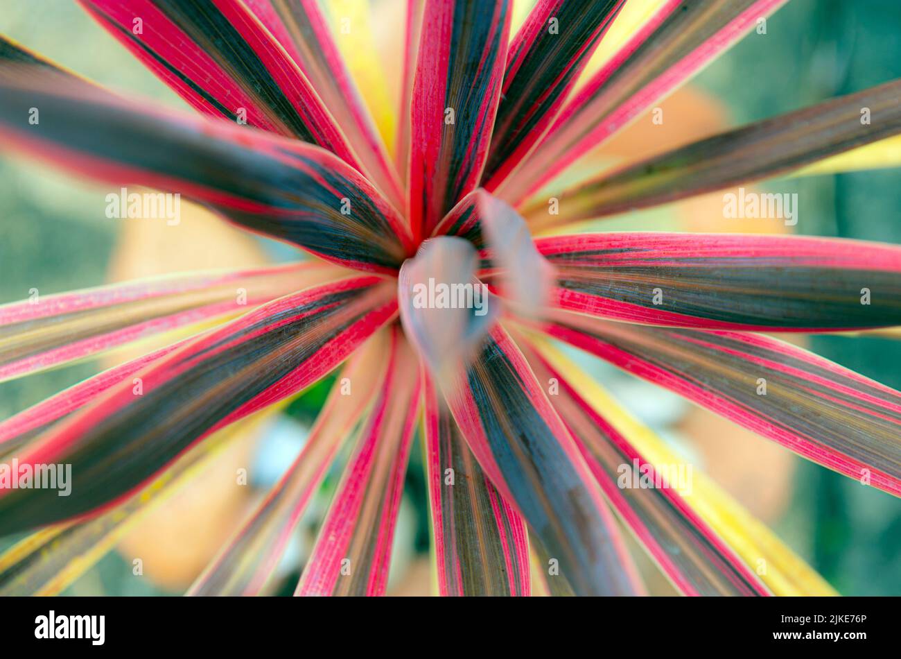 radial leaves of phormium tenax Evening Glow pot plant Stock Photo