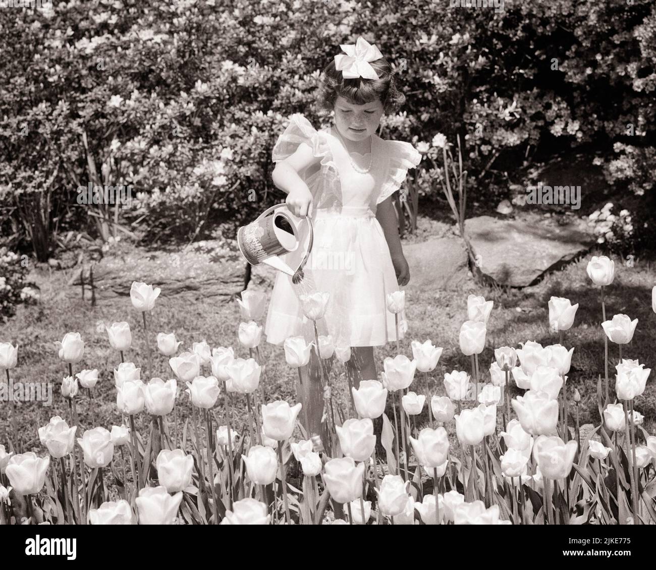 1950s LITTLE GIRL WITH BOW IN HER HAIR WEARING WHITE DRESS WATERING FLOWER BED FULL OF SPRINGTIME TULIPS - j1330 HAR001 HARS B&W HAPPINESS HIGH ANGLE CHORE EXCITEMENT RECREATION TULIPS CONCEPTUAL WATERING CAN GARDENS STYLISH FANCY DRESS GROWTH JUVENILES RELAXATION SPRINGTIME BLACK AND WHITE CAUCASIAN ETHNICITY HAR001 OLD FASHIONED Stock Photo