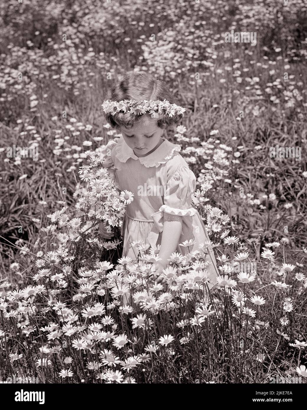 1940s 1950s LITTLE GIRL PICKING FLOWERS IN A FIELD OF DAISIES WEARING A DAISY CROWN - j1508 HAR001 HARS INSPIRATION SYMBOLS SPIRITUALITY CONFIDENCE B&W DAISY SUMMERTIME DAISIES FRESH DREAMS HAPPINESS ADVENTURE WHOLESOME GOOD LUCK CONCEPT CONCEPTUAL STYLISH SYMBOLIC AFFECTION CONCEPTS GROWTH IDYLLIC JUVENILES PERENNIAL SEASON SPRINGTIME BLACK AND WHITE CAUCASIAN ETHNICITY HAR001 INNOCENCE OLD FASHIONED PURITY REPRESENTATION Stock Photo