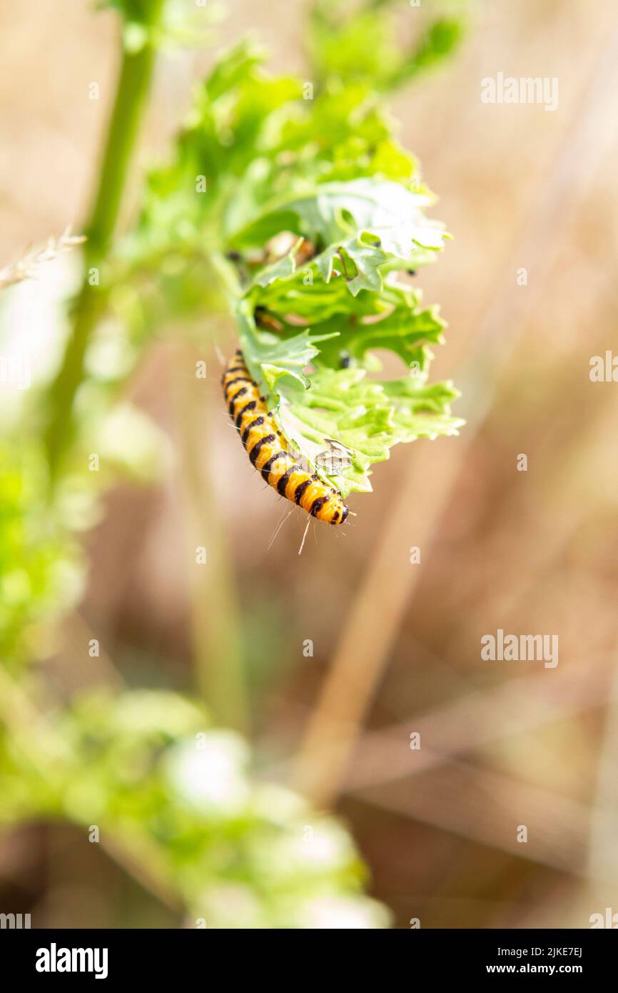A yellow and black Cinnabar Moth Caterpillar eating the leaves of Tansy Ragwort. The moth was introduced to the United States as a biological control. Stock Photo