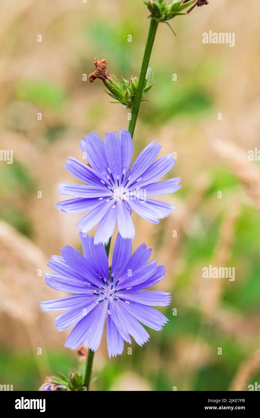 Pretty blue Chicory flowers (Cichorium intybus) bloom on this perennial edible and medicinal plant in a summer meadow. Stock Photo