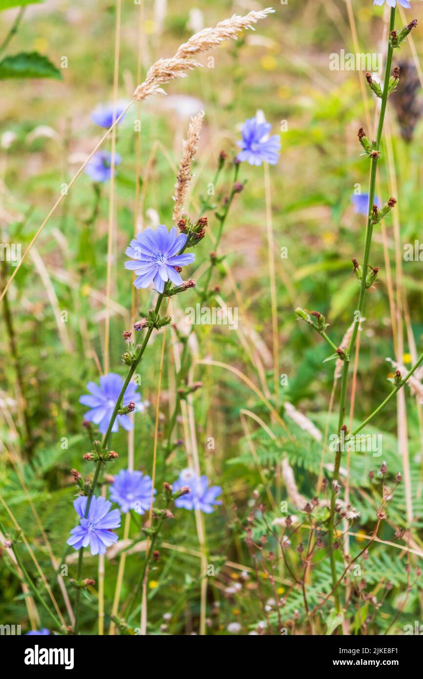 Blue flowers of the Chicory (Cichorium intybus) plant bloom in a summer meadow. The plant is edible and medicinal. Stock Photo
