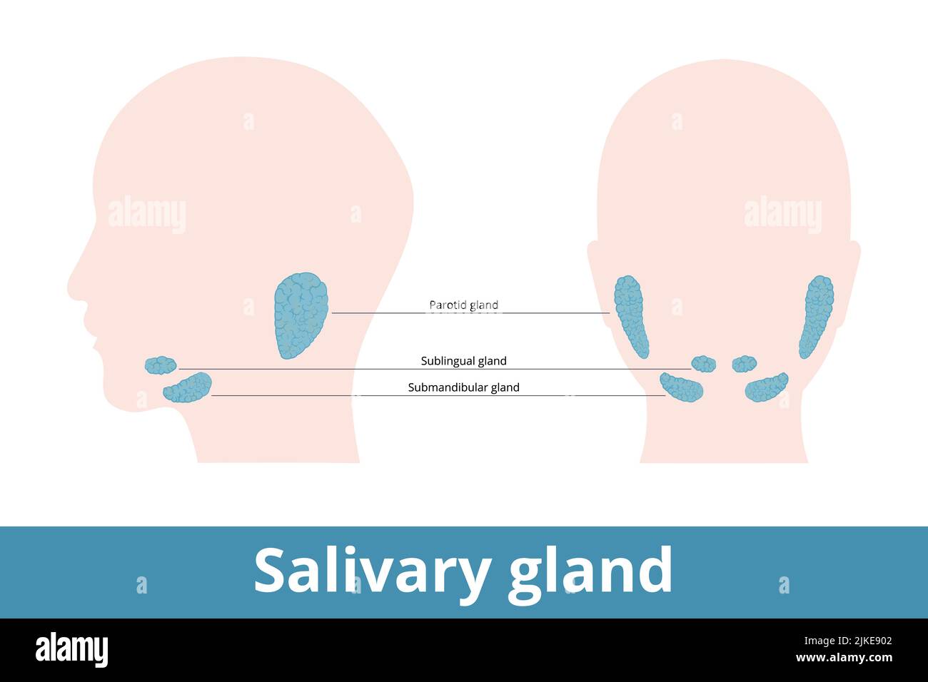 Salivary gland. Glands that make saliva, their schematic location: under and behind the jaw (parotid, sublingual and submandibular). Stock Vector