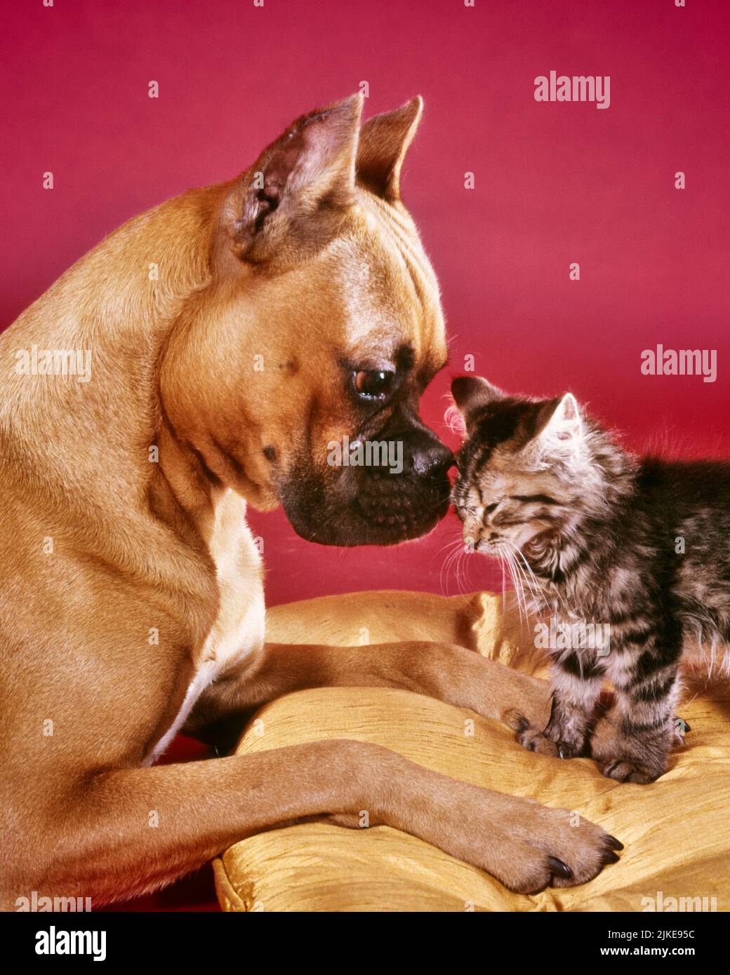 1960s BOXER DOG STARING AT HOUSE CAT KITTEN ON YELLOW CUSHION LOOKING SMELLING FACING CONFRONTING CURIOUS YOUNG BUDDY FRIEND - kd3520 PHT001 HARS STUDIO SHOT HOME LIFE FACING COPY SPACE FRIENDSHIP HALF-LENGTH INSPIRATION PETS HUMOROUS OCCUPATION STARING MAMMALS HIGH ANGLE CANINES FELINE COMICAL POOCH COMEDY CURIOUS FRIENDLY FELINES ANIMALS DOGS CANINE CONFLICTING CREATURE KITTY MAMMAL YOUNGSTER BATTLING BUDDY CATS AND DOGS CUSHION OLD FASHIONED Stock Photo