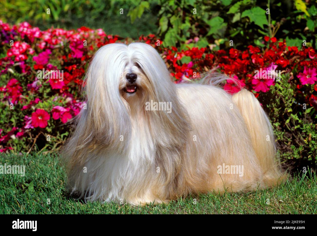 1990s LLASA APSO DOG LOOKING AT CAMERA STANDING IN FRONT OF PETUNIA FLOWERS - kd6676 HFF002 HARS MAMMAL PETUNIA 1933 IN FRONT OLD FASHIONED SENTINEL Stock Photo