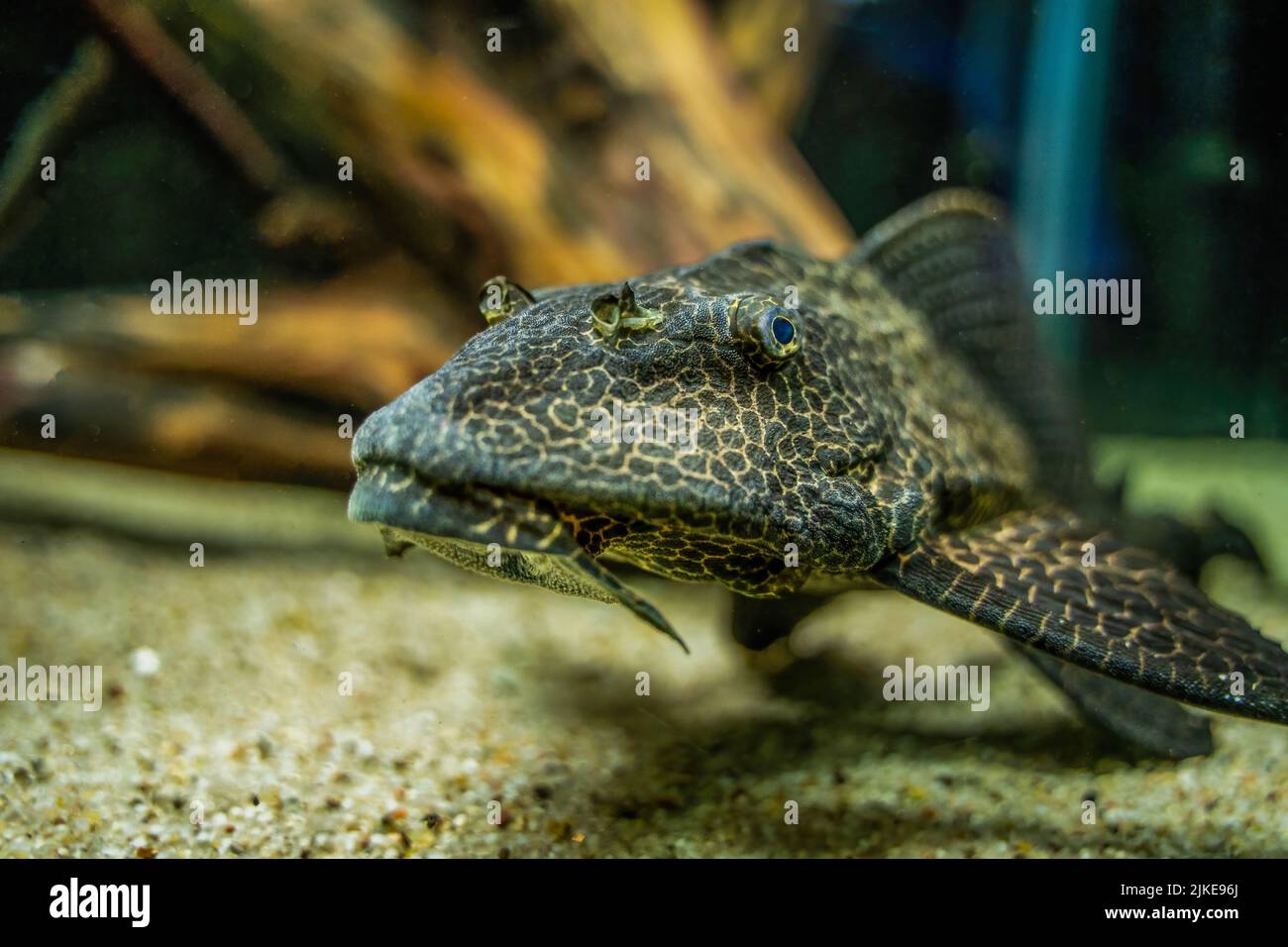 Pterygoplichthys gibbiceps is a species of armored catfish, The average Sailfin Pleco size is between 13 to 19 inches in length when fully grown Stock Photo