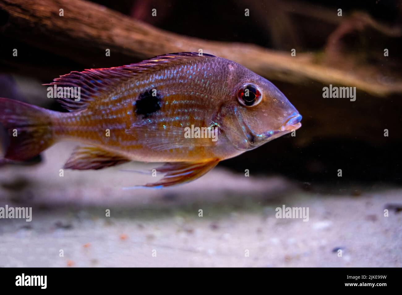 Geophagus hi-res stock photography and images - Alamy