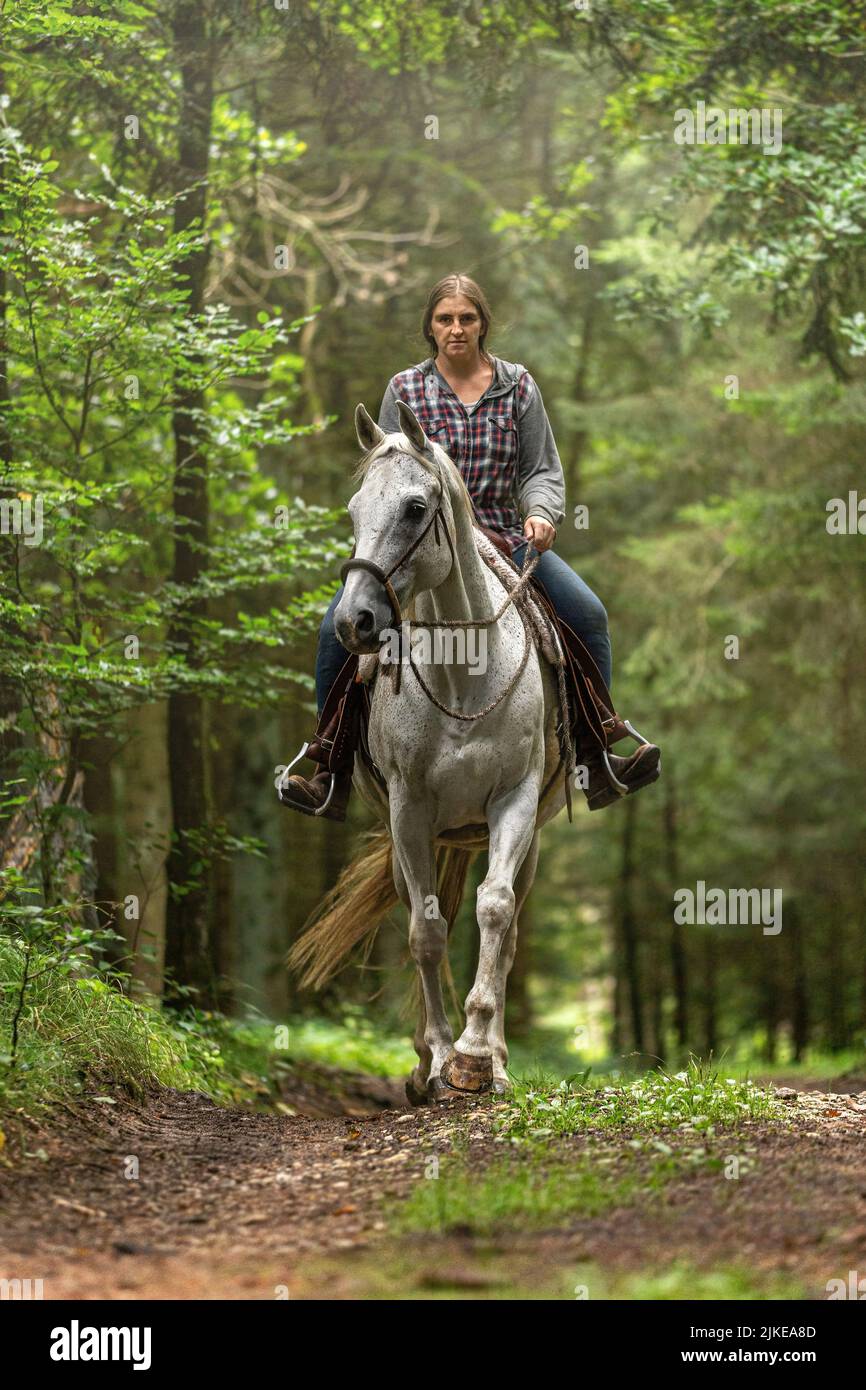 Hacking a horse in summer outdoors: A female equestrian rides her white arabian horse on a forest track; focus on the horse Stock Photo