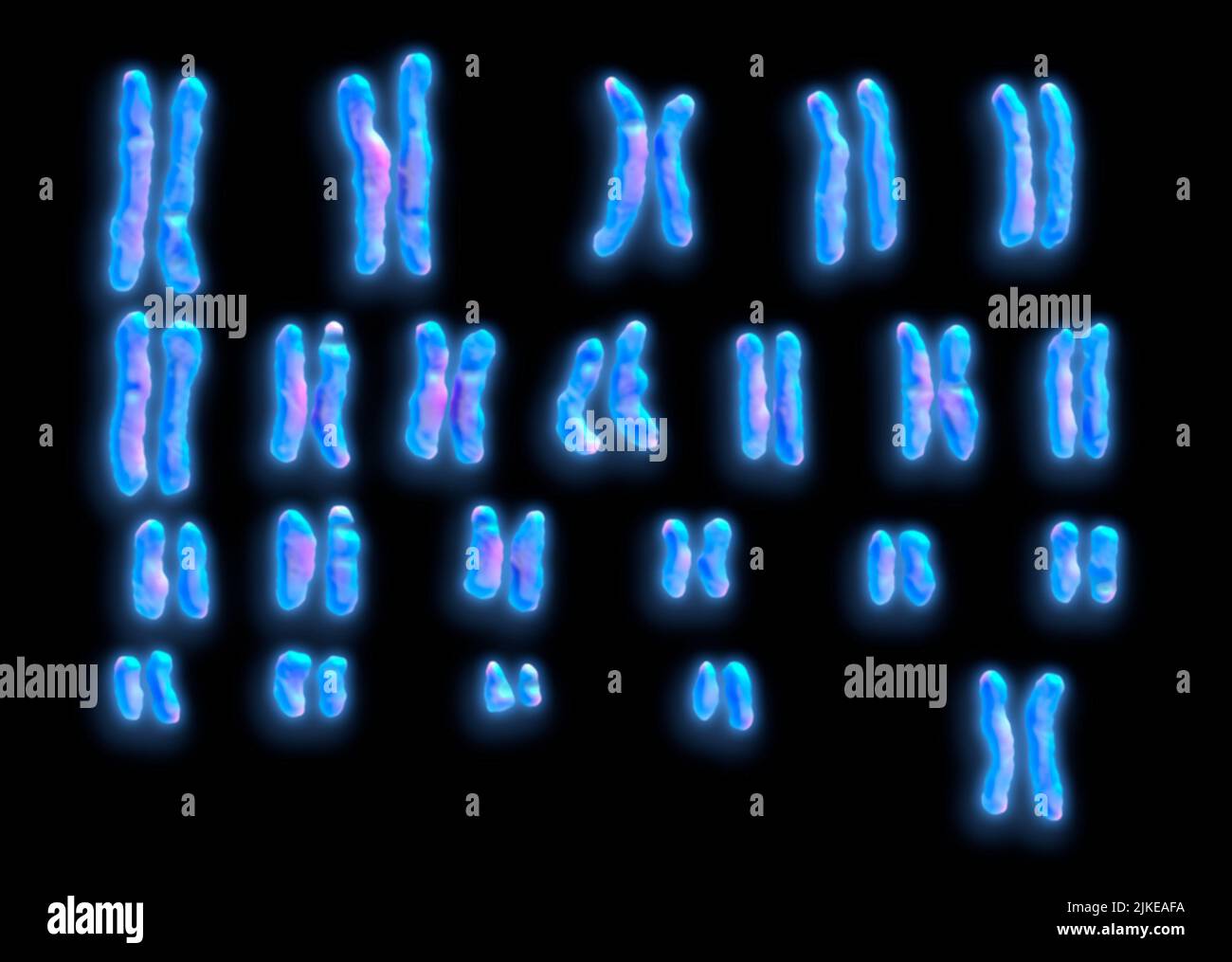 Human chromosomes Stock Photo