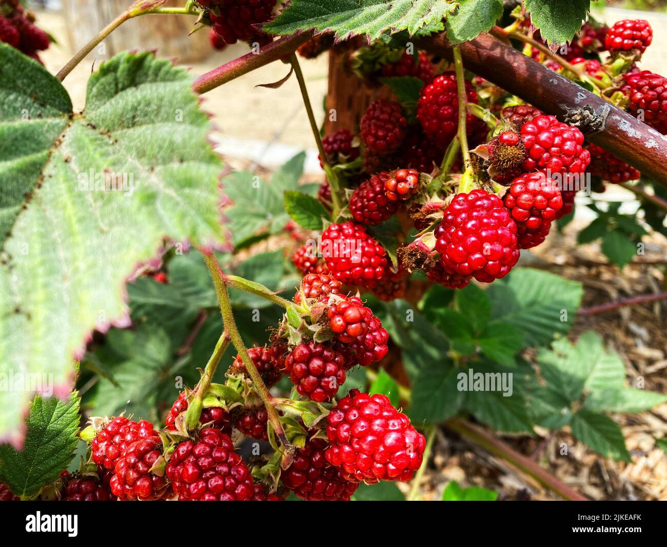 Blackberries ripening on the vine Stock Photo