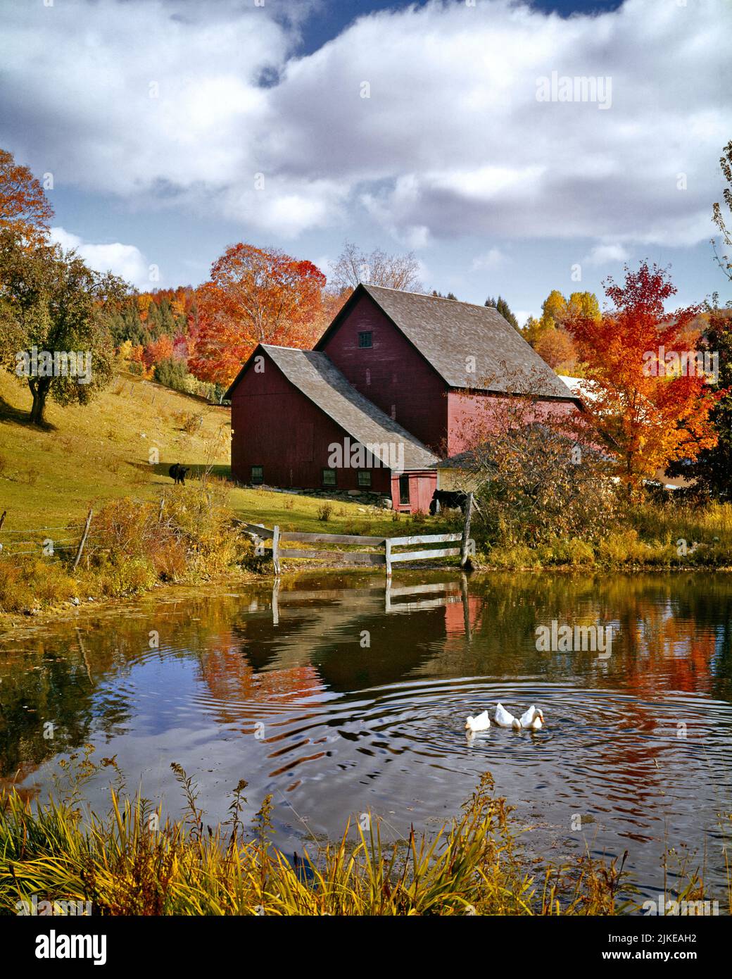 1960s RURAL AUTUMN SCENE WITH RED BARN BLACK ANGUS COWS AND FARM POND WITH FOUR SWIMMING FEEDING WHITE DUCKS - kl2155 HAR001 HARS AND EXTERIOR FLOCK COWS FALL SEASON PEACEFUL REAL ESTATE STRUCTURES EDIFICE PASTORAL BUCOLIC SEVERAL ANGUS AUTUMNAL BARNS FALL FOLIAGE HAR001 OLD FASHIONED Stock Photo