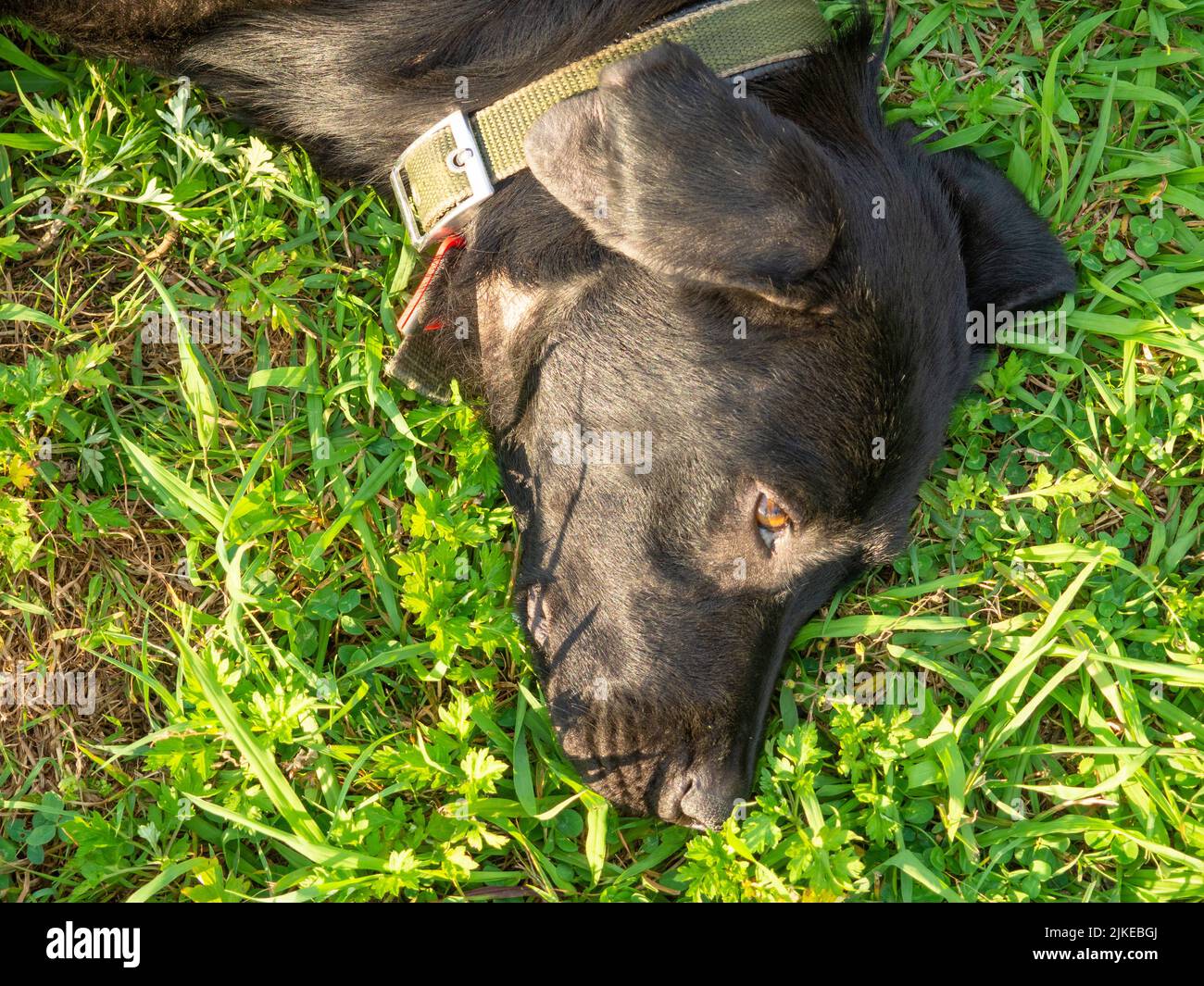 chipped dog. Best friend. Dog head close up. Sterilized dog. The animal