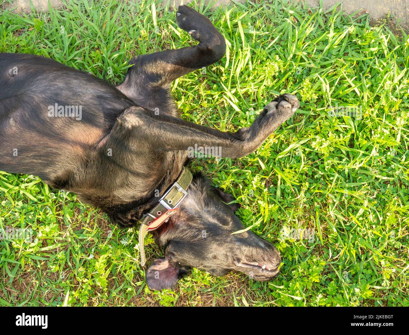 chipped dog. Best friend. Dog head close up. Sterilized dog. The animal