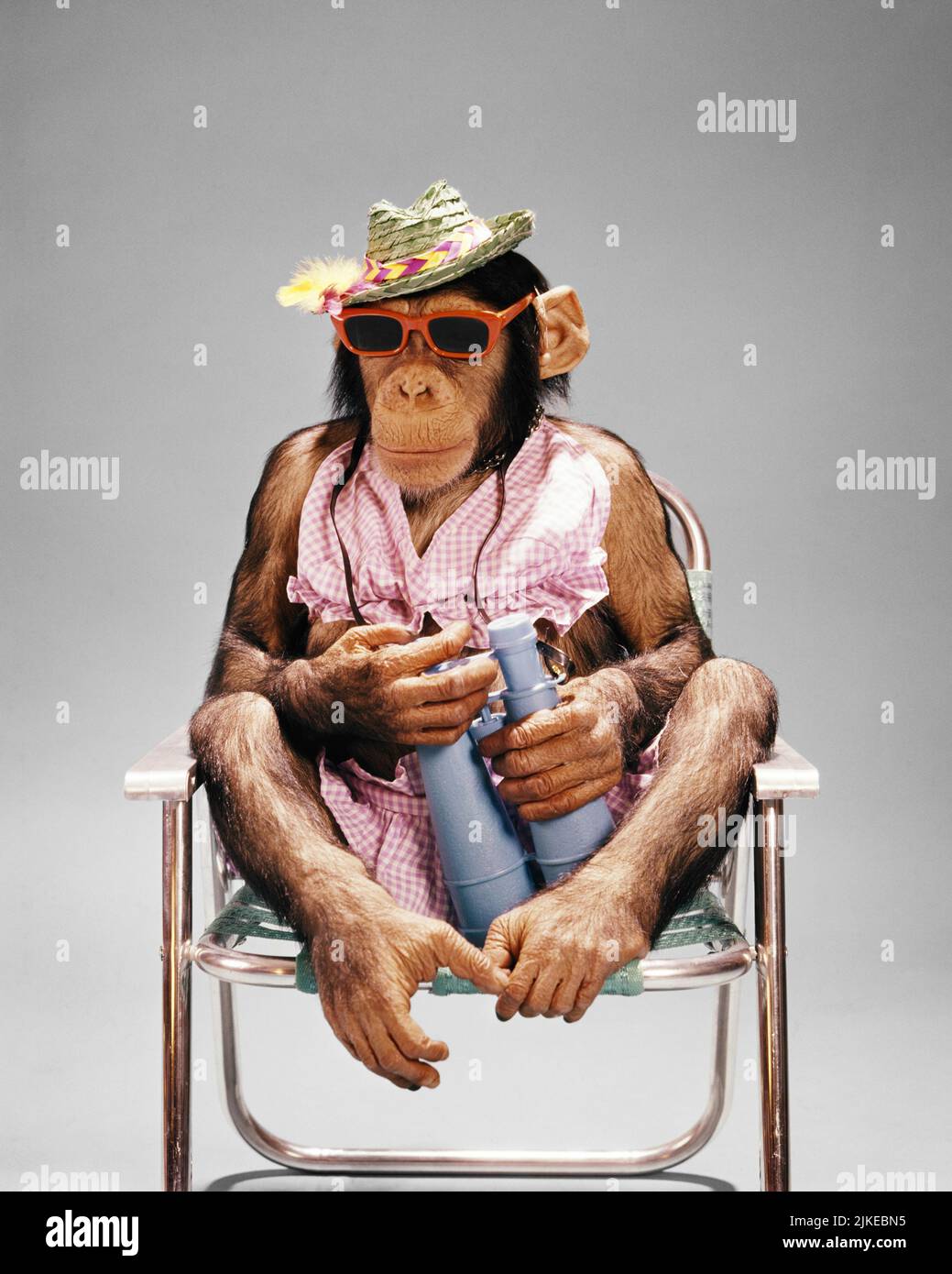 chimpanzee holi celebration