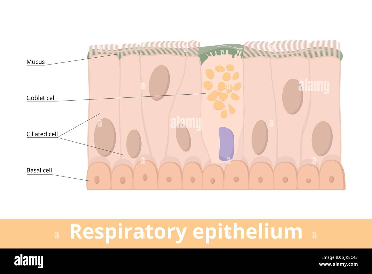 Respiratory epithelium. A type of ciliated columnar epithelium found lining most of the respiratory tract as respiratory mucosa including goblet cells Stock Vector