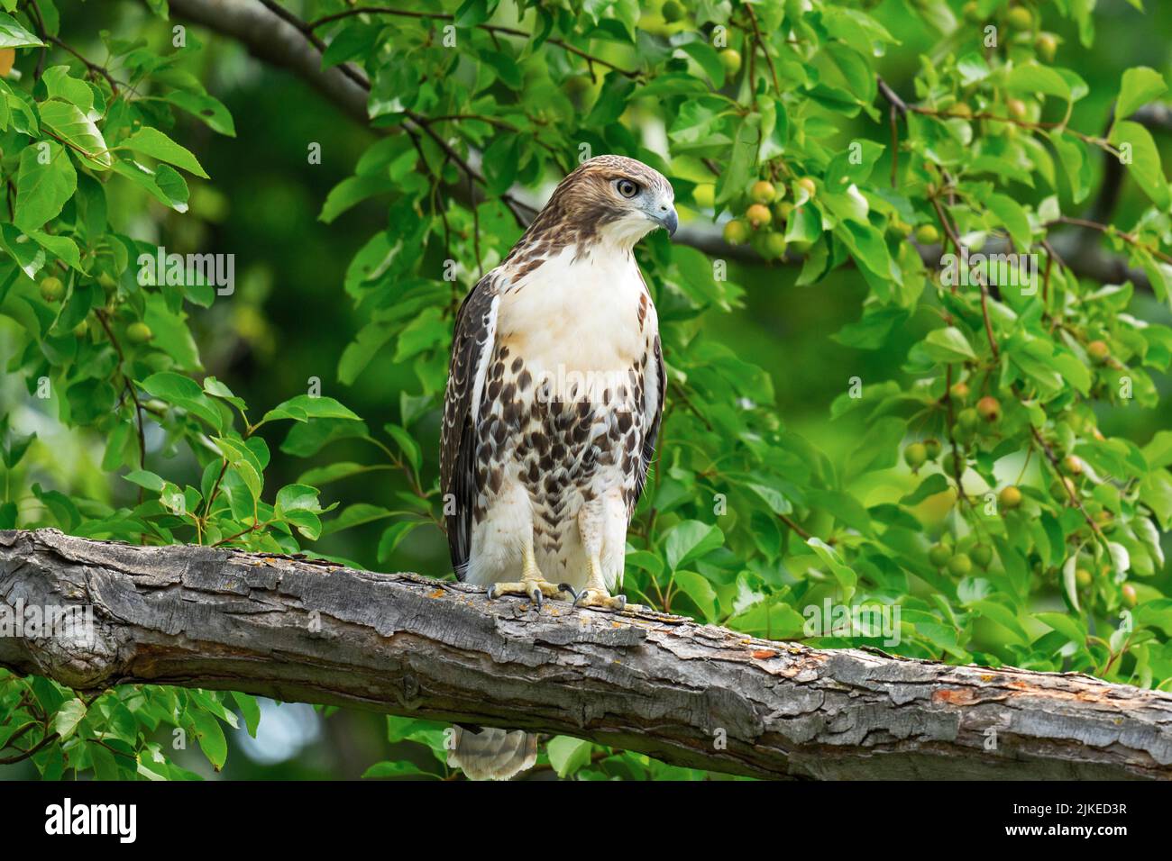 Red-tailed Hawk  (Buteo jamaicensis) Stock Photo