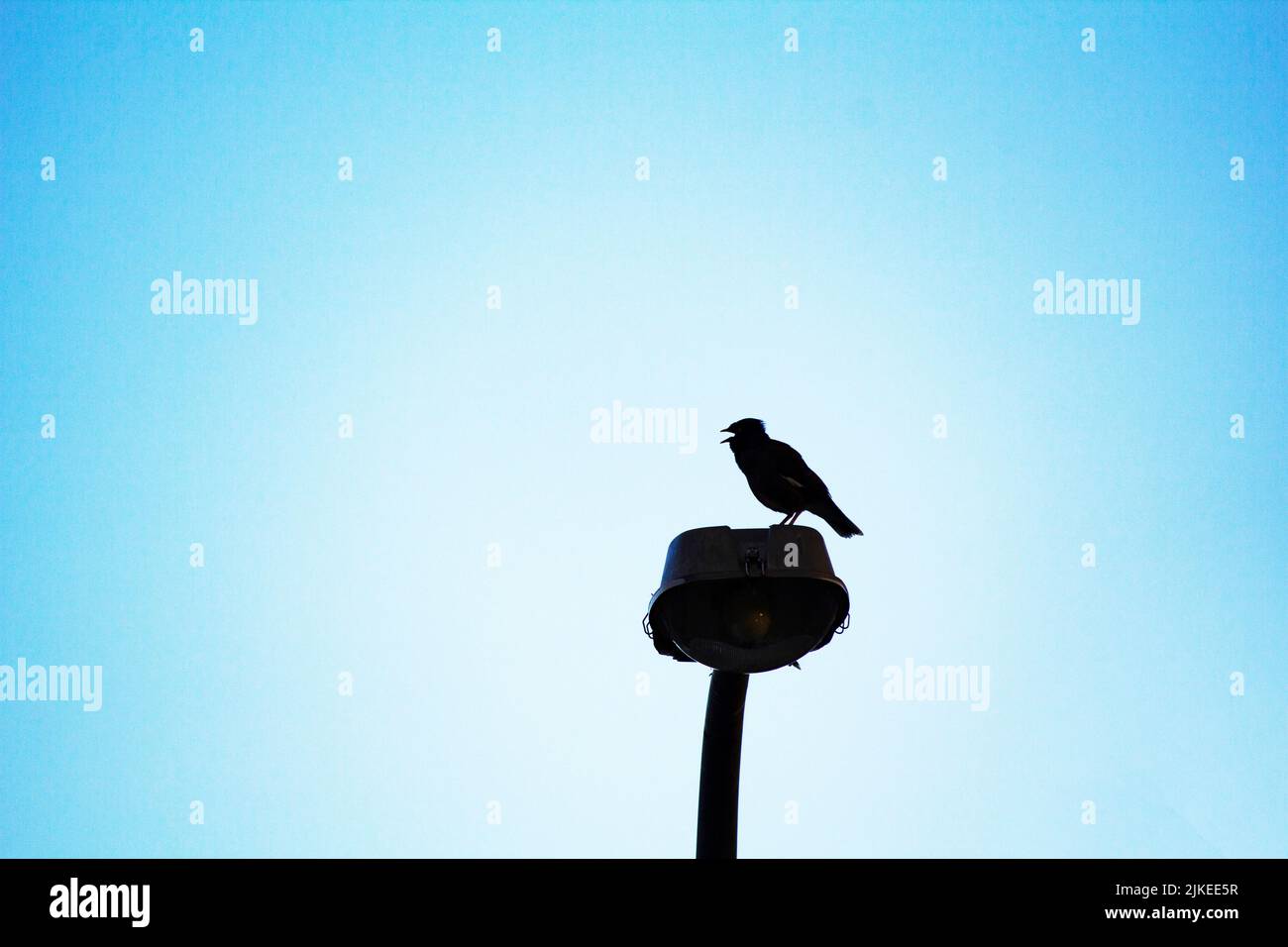 Silhouette of a bird resting on a streetlight in Sydney, NSW, Australia (Photo by Tara Chand Malhotra) Stock Photo