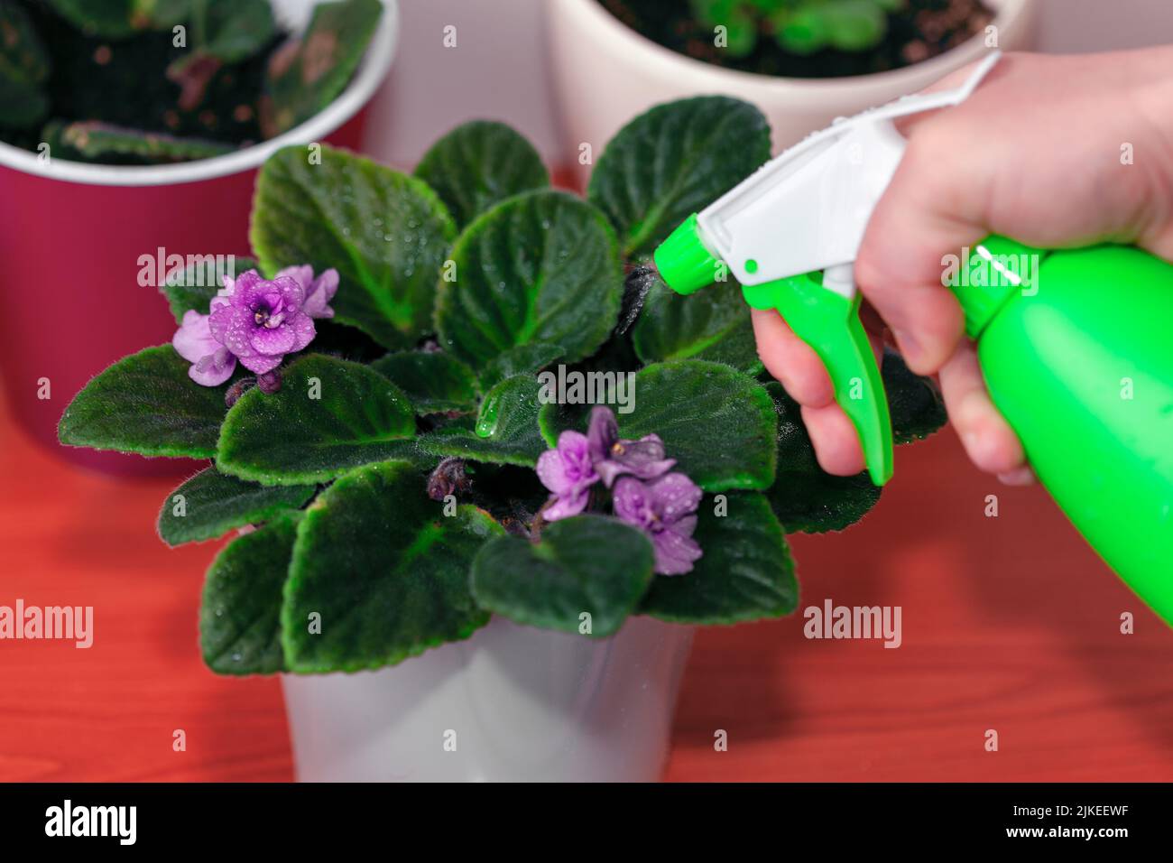 Spraying water on flowers . Misting houseplants Stock Photo Alamy