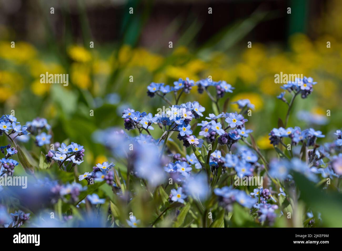 beautiful blue flowers in the spring season, growing in a clearing ...