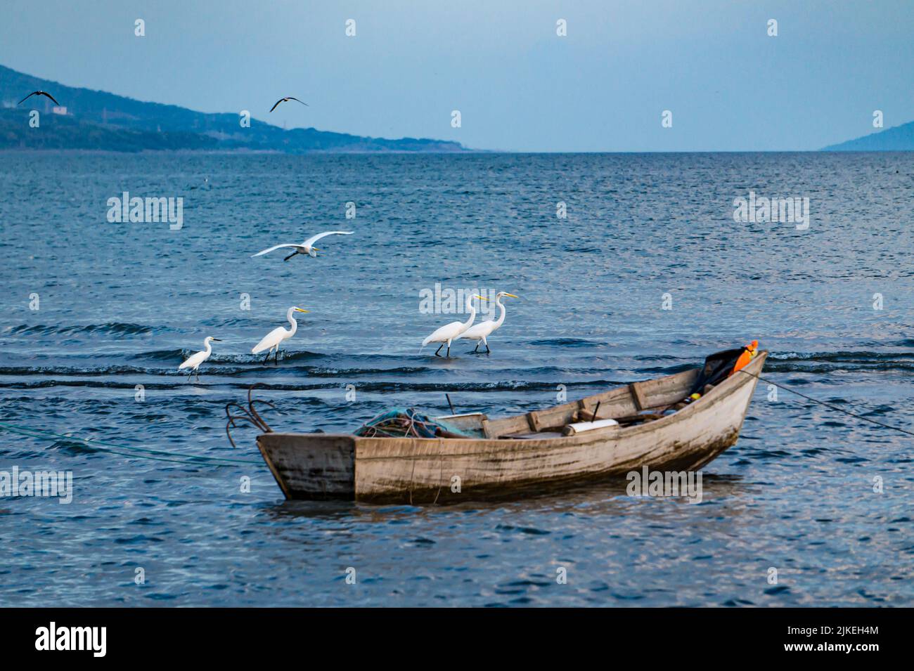 Fishing boat, egrets and shore birds on Lago Xolotlán (Lake Managua) in Nicaragua.  Four largest are Great Egrets, one smaller is a Snowy Egret. Stock Photo