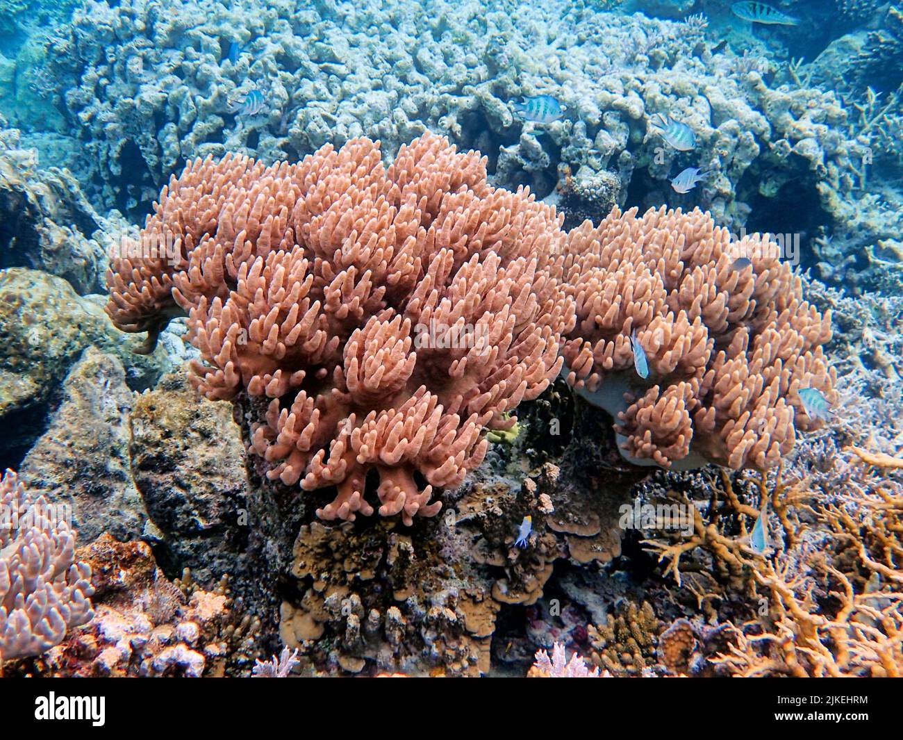 Indonesia Anambas Islands - Colorful coral reef with tropical fish Stock Photo