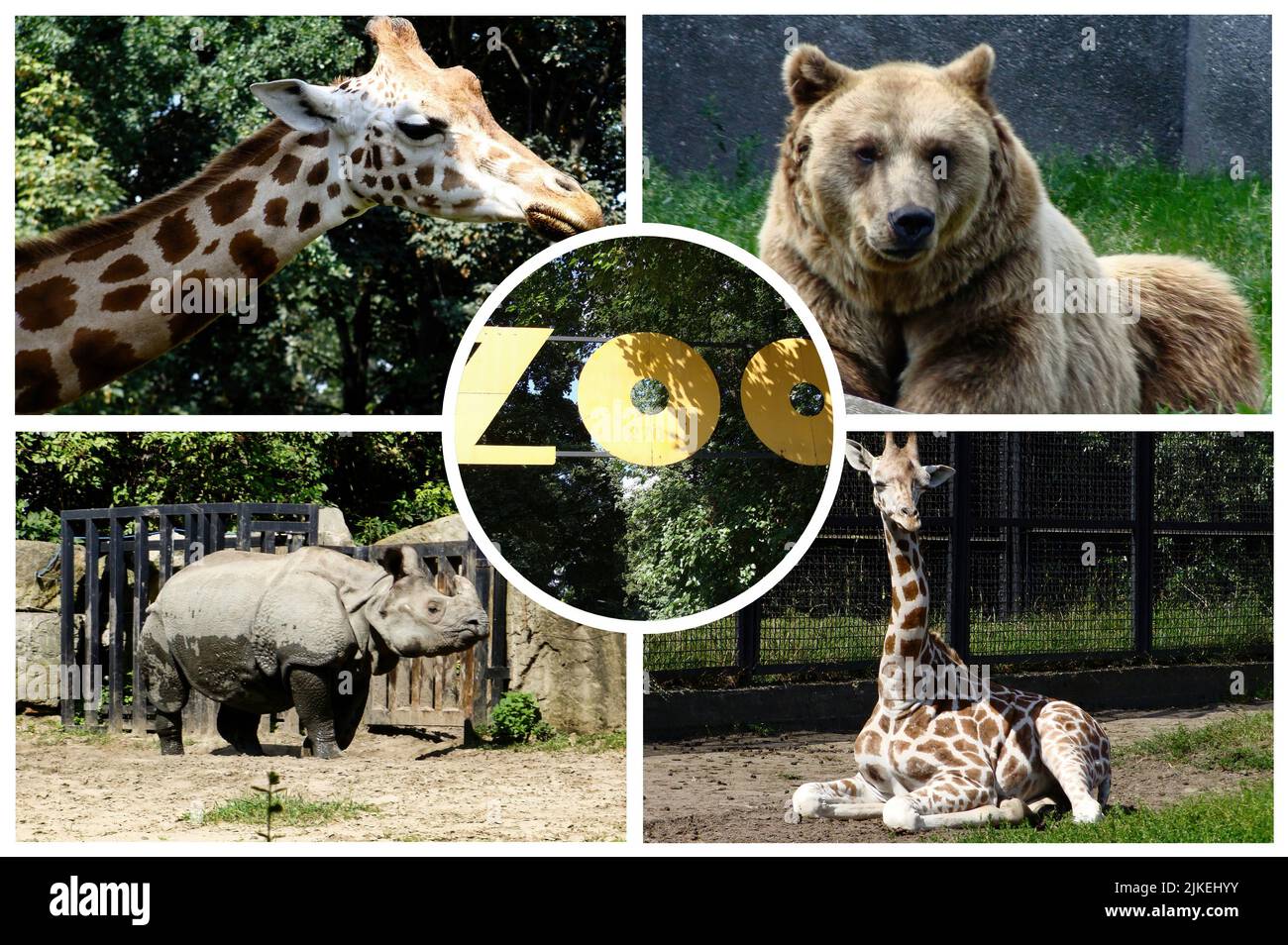 Warsaw zoo Cut Out Stock Images & Pictures Alamy