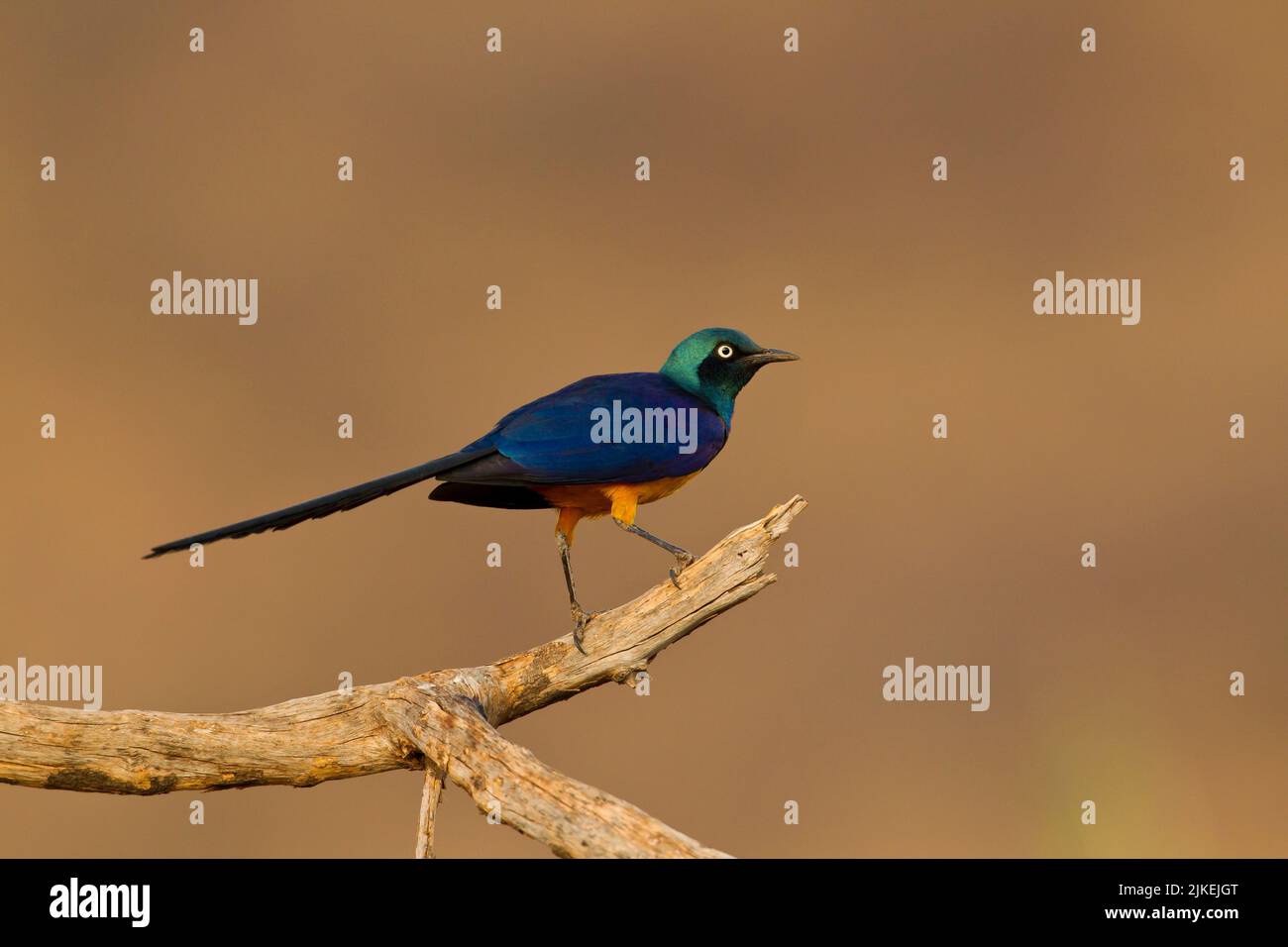 Golden-breasted Starling (Lamprotornis regius) Stock Photo