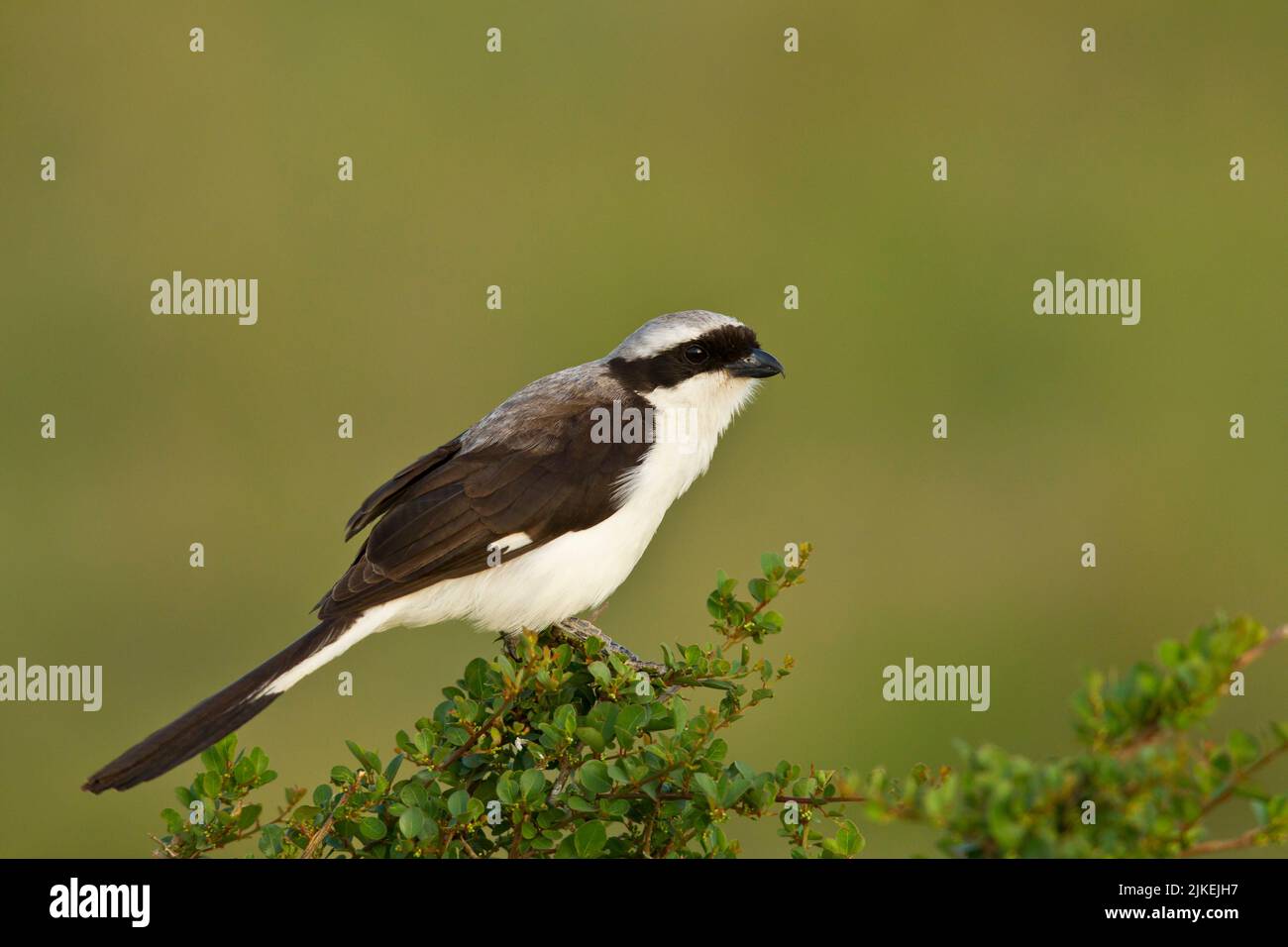 Grey-backed Fiscal (Lanius excubitoroides) perched in a treetop branch Stock Photo