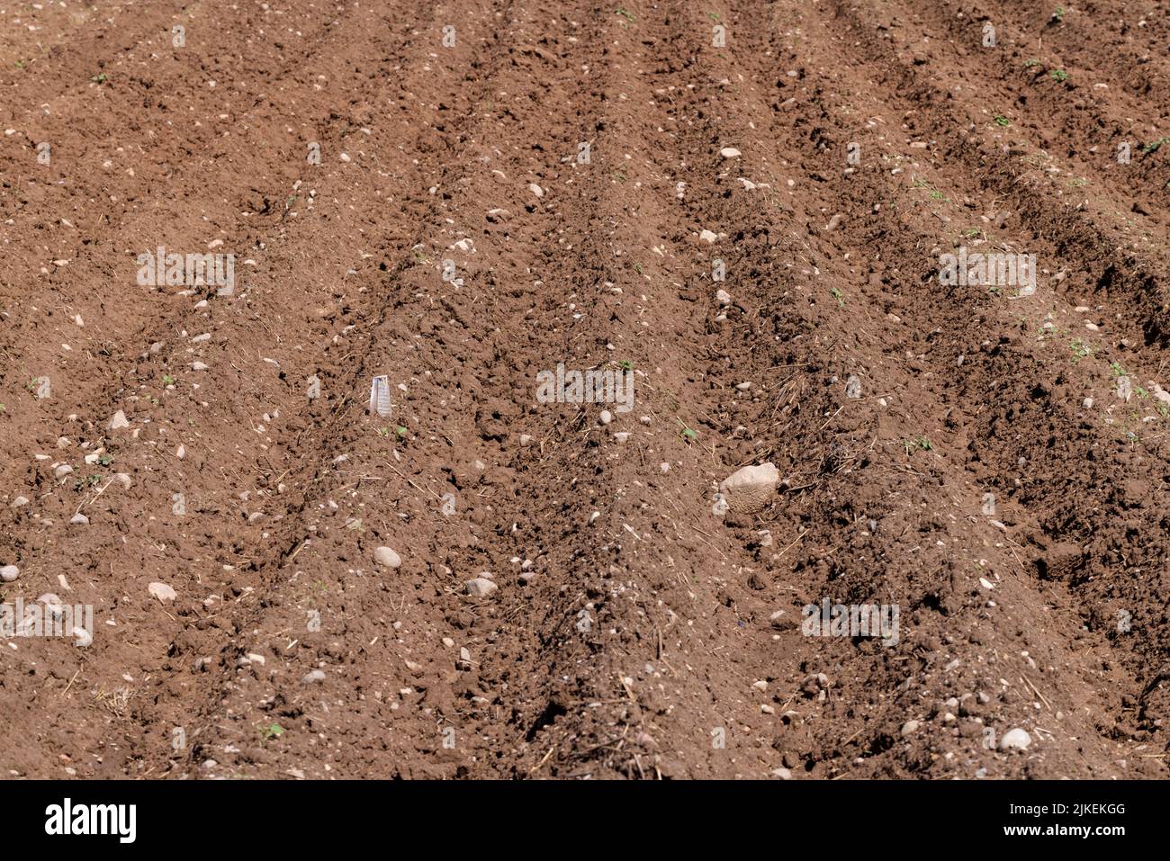 A field with furrows in which potatoes grow, an agricultural field ...