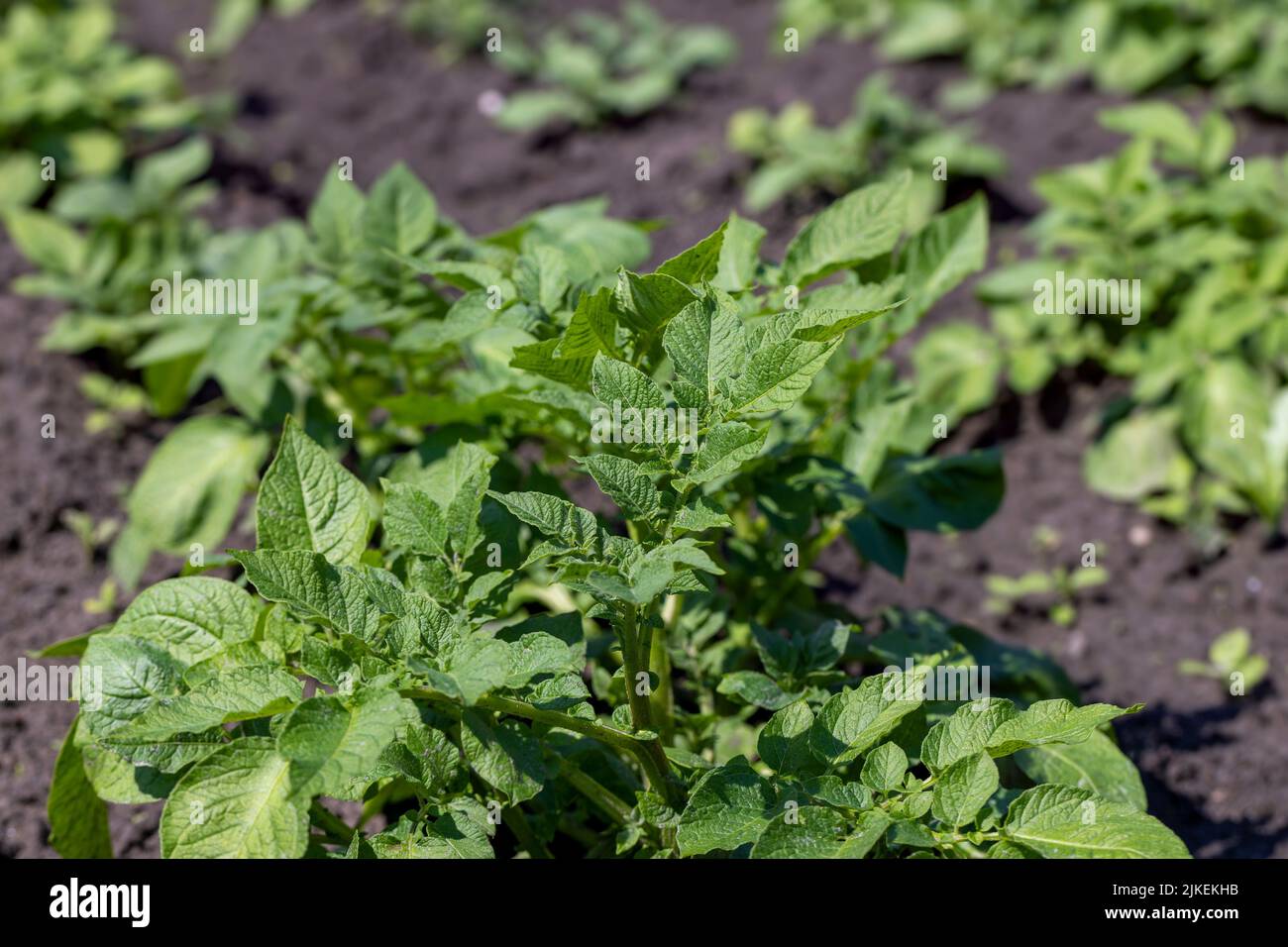 A field with furrows in which potatoes grow, an agricultural field ...