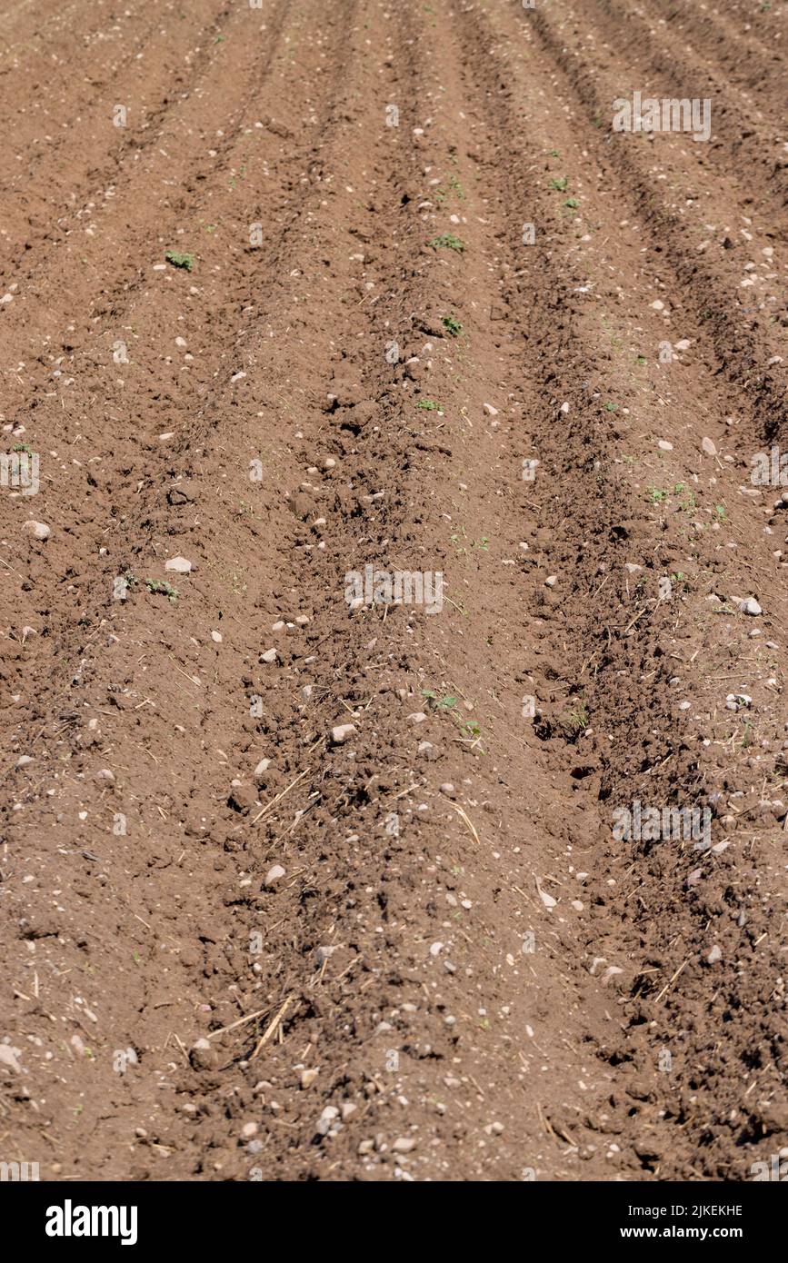 A field with furrows in which potatoes grow, an agricultural field ...