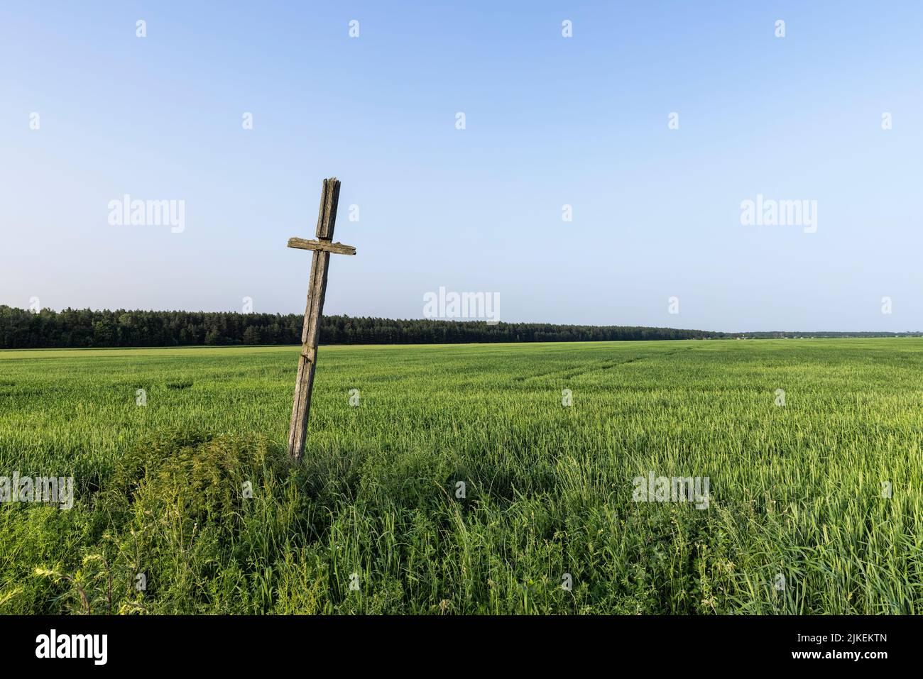 An old wooden cross in a field, a field with a grain harvest and a