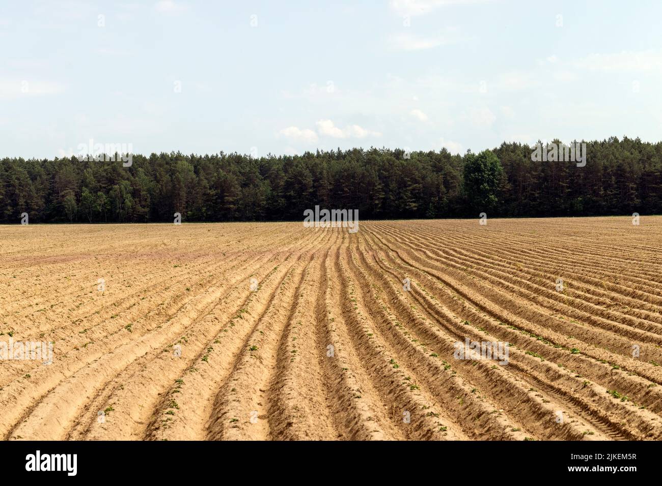 A field with furrows in which potatoes grow, an agricultural field ...
