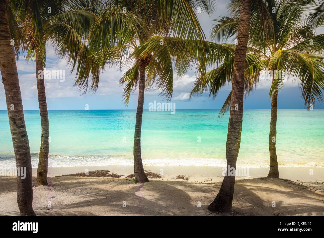 Tropical paradise: caribbean beach with palm trees, Montego Bay ...