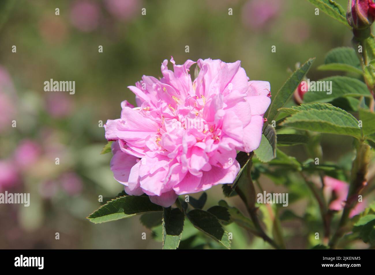 Beautiful pink wild rustic rose Stock Photo Alamy