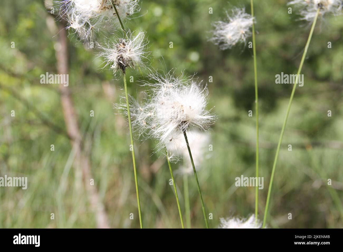 Eriophorum, cottongrass plants in the sphagnum swamp.  Stock Photo