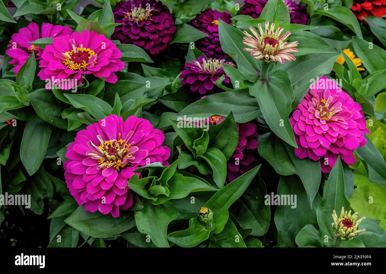 Pretty pink zinnias in a planter on a summer day Stock Photo Alamy