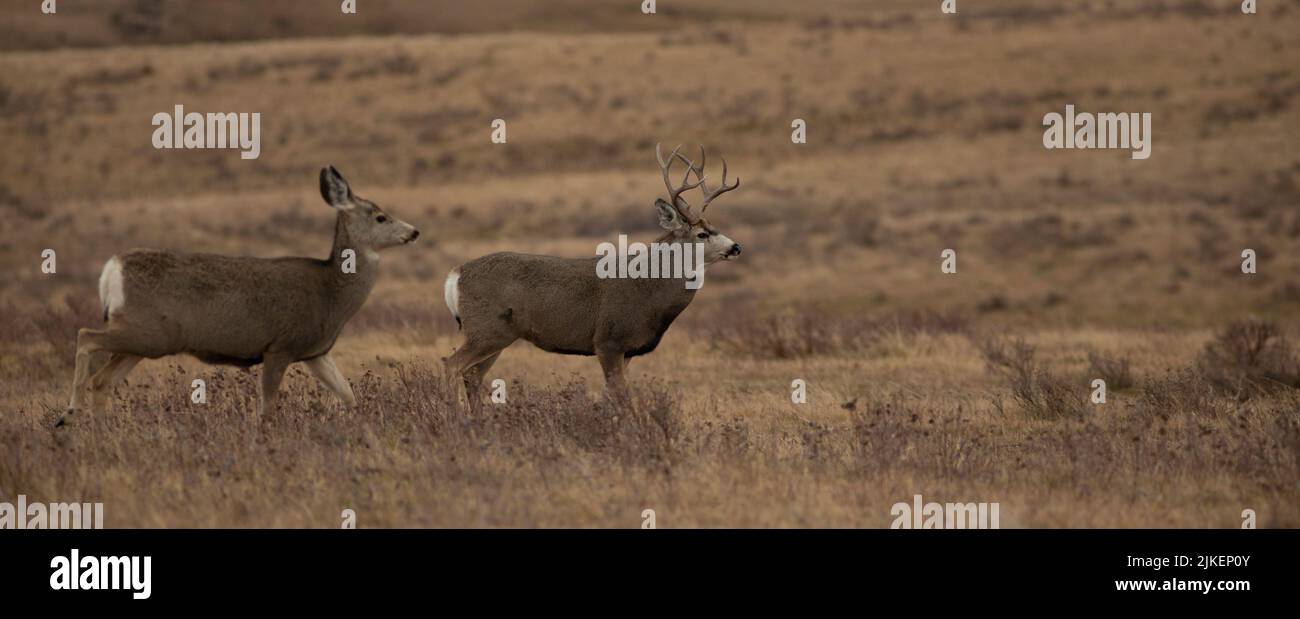 Mule deer in Montana during the mating season Stock Photo Alamy