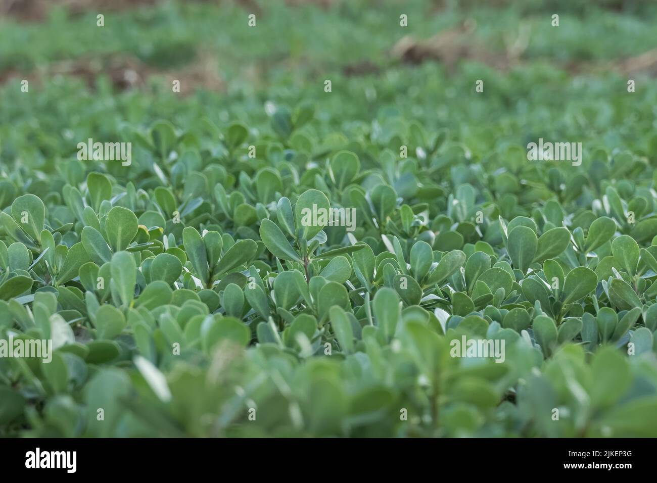 background of purslane plants with selective focus outdoors Stock Photo