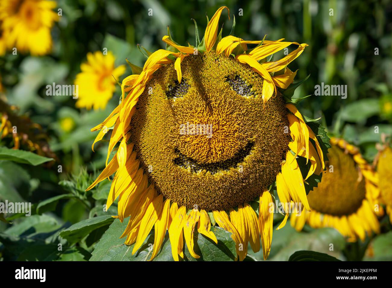 a field with sunflowers during cultivation to harvest sunflower seeds