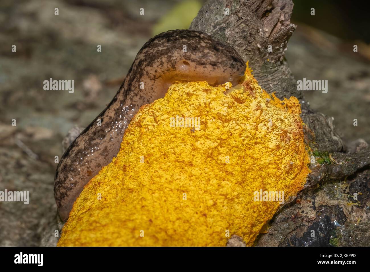 A Carolina Mantleslug (Philomycus carolinianus) feasts on Dog Vomit Slime Mold (Fuligo septica). Raleigh, North Carolina. Stock Photo
