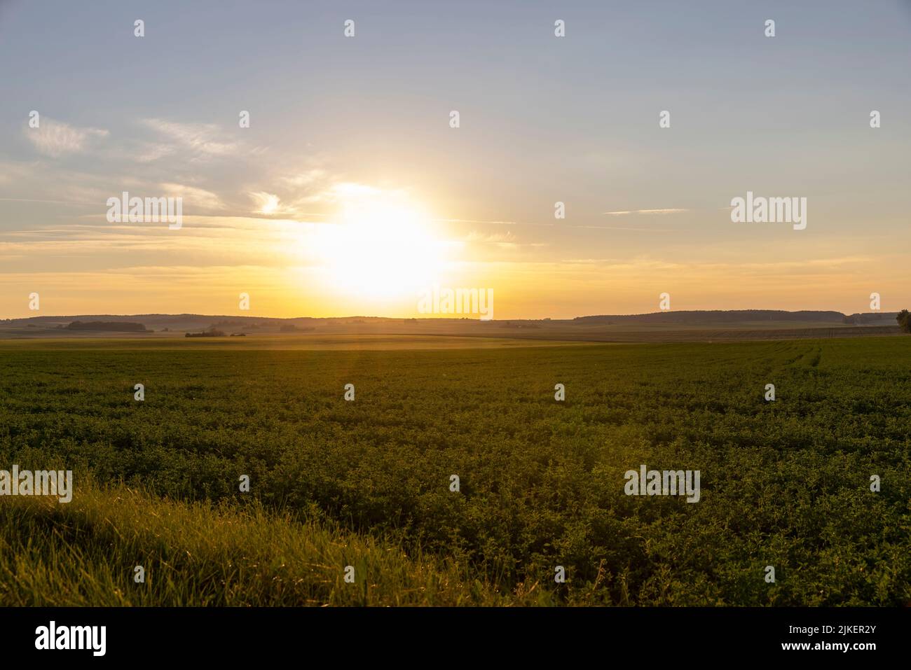Ripe agricultural field at sunset, Vojvodina, Serbia stock photo