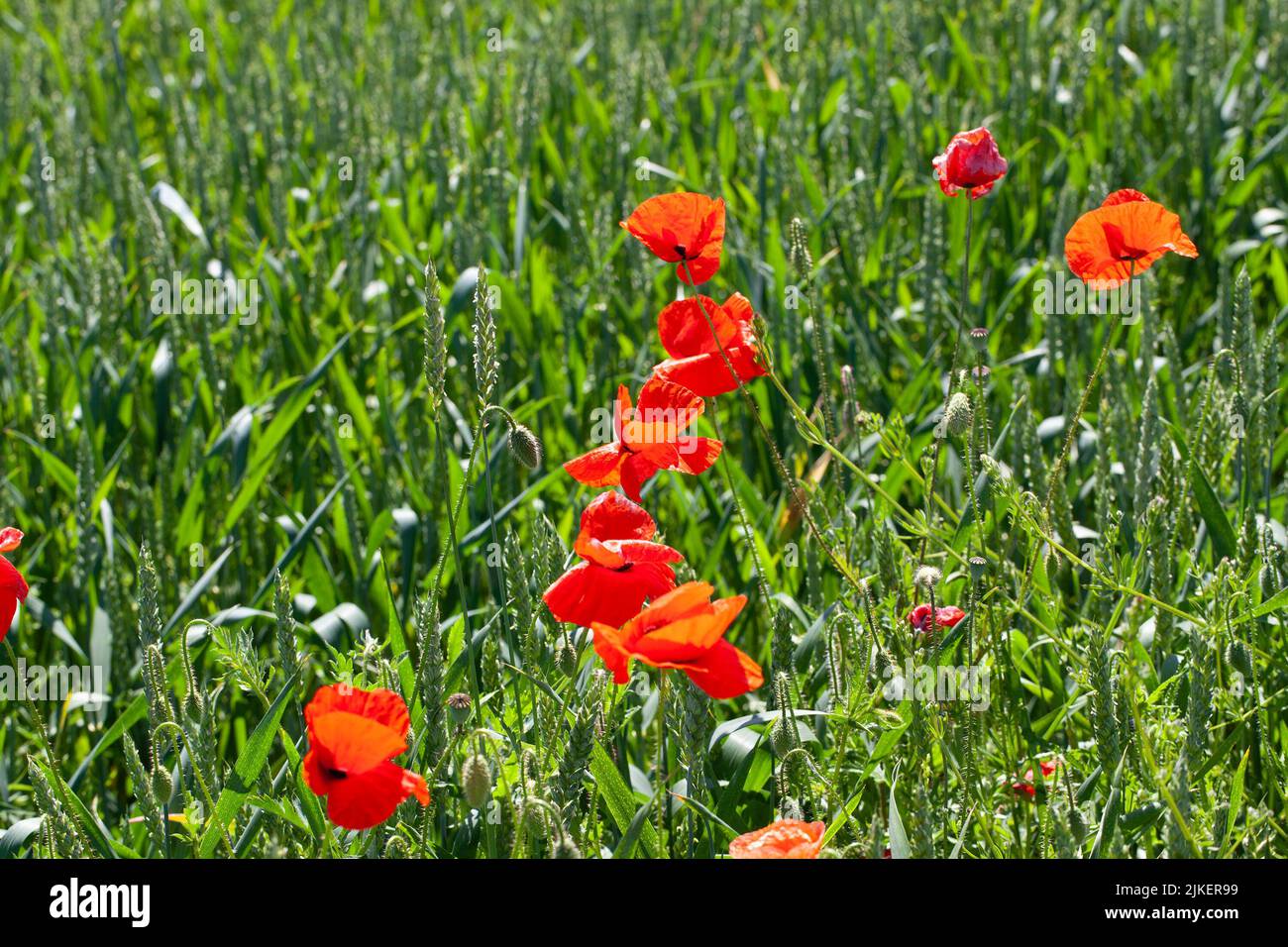 Poppies other weeds growing hi-res stock photography and images - Alamy