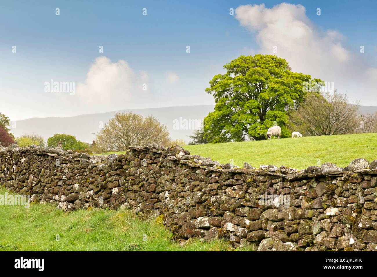 Dry Stone Wall in the Yorkshire Dales, UK. Focus is on wall, may be best at small sizes. Stock Photo