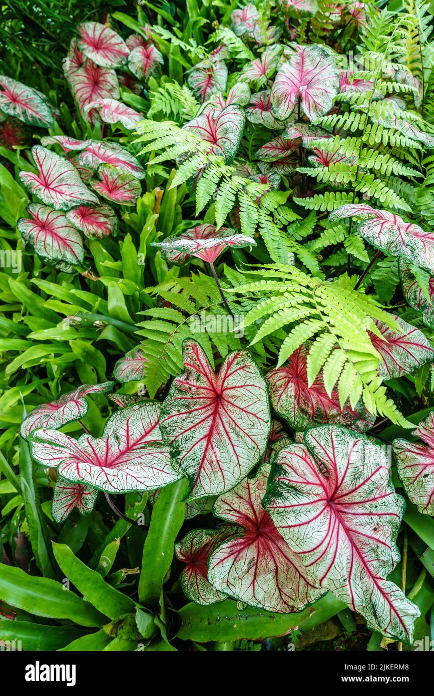 Caladium and fern plants vibrant background Stock Photo