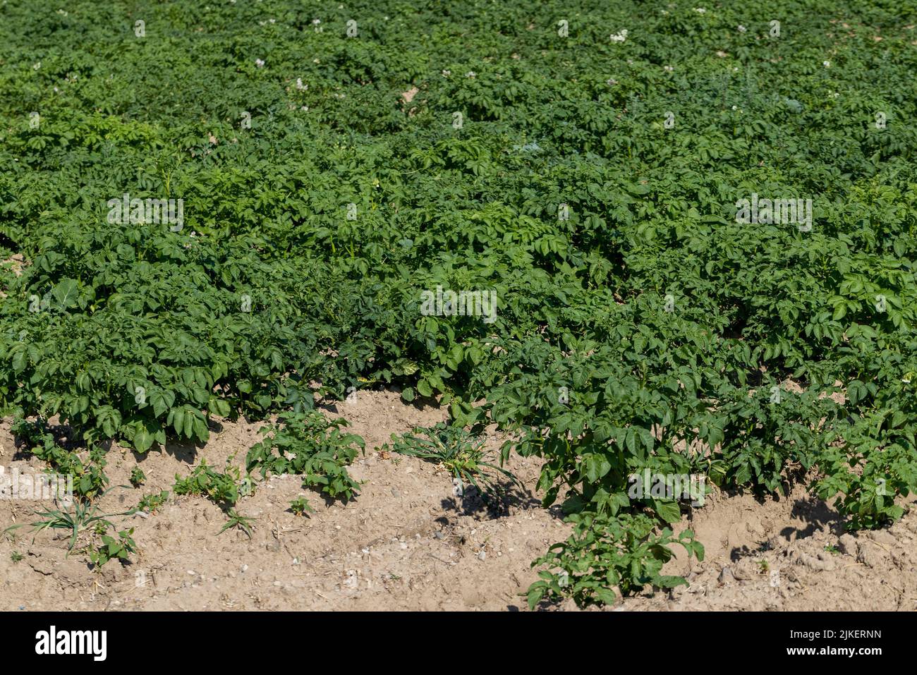 An agricultural field where green potatoes grow, growing a large number